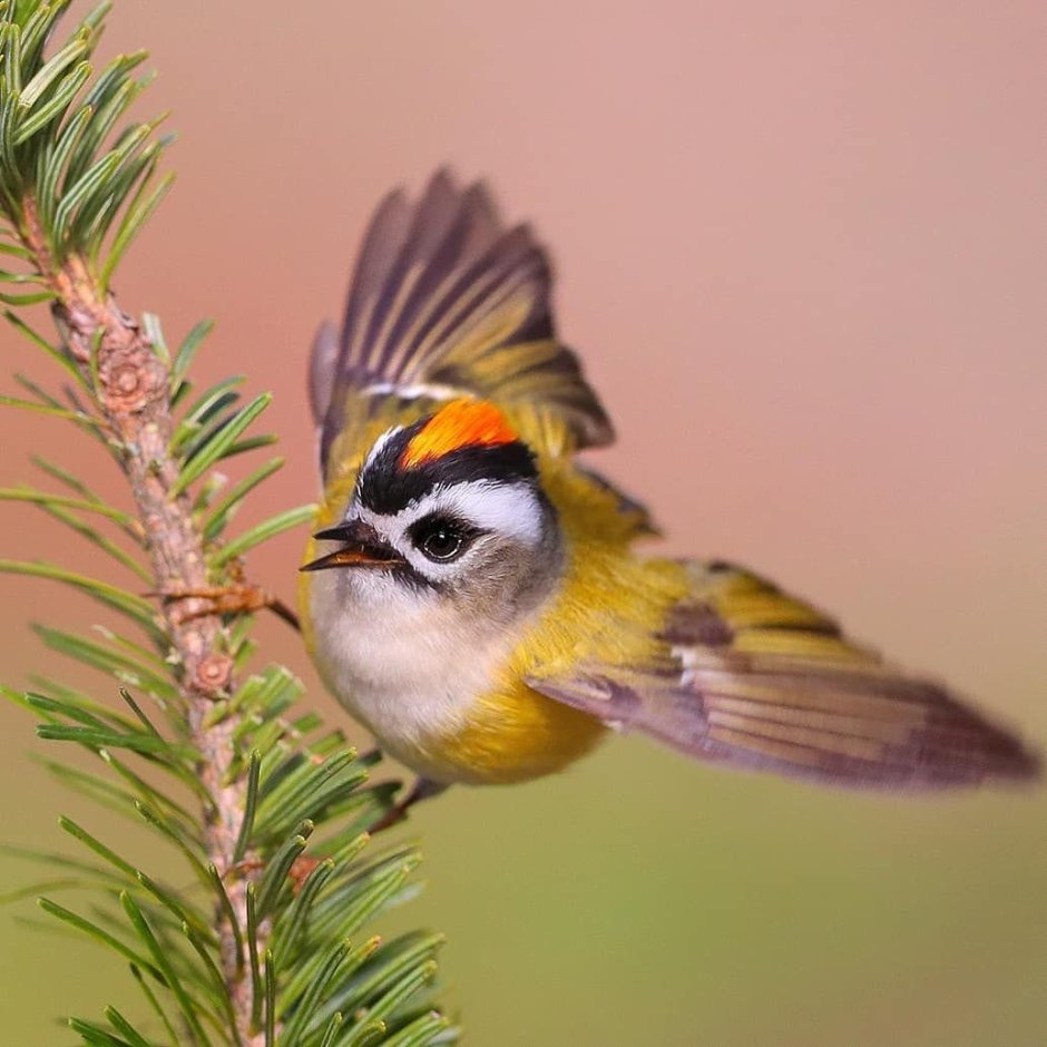Желтоголовый Королек птичка
