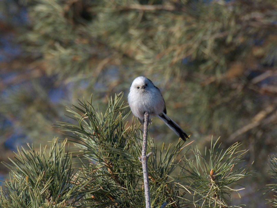 Длиннохвостая синица ареал обитания