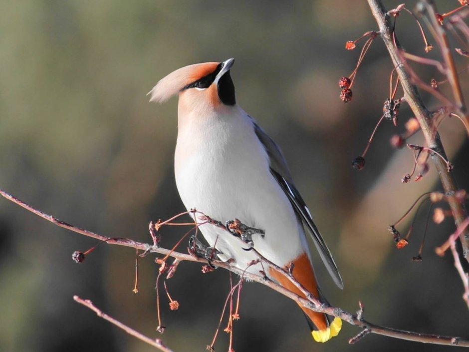 Зарянка Малиновка горихвостка