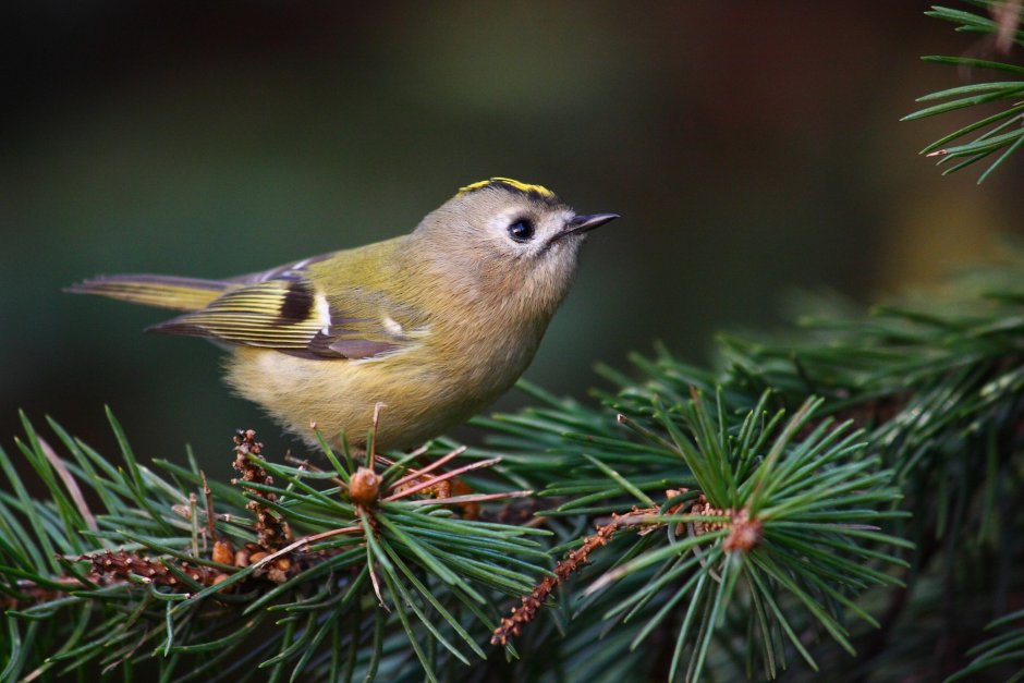 Королек желтоголовый в полете