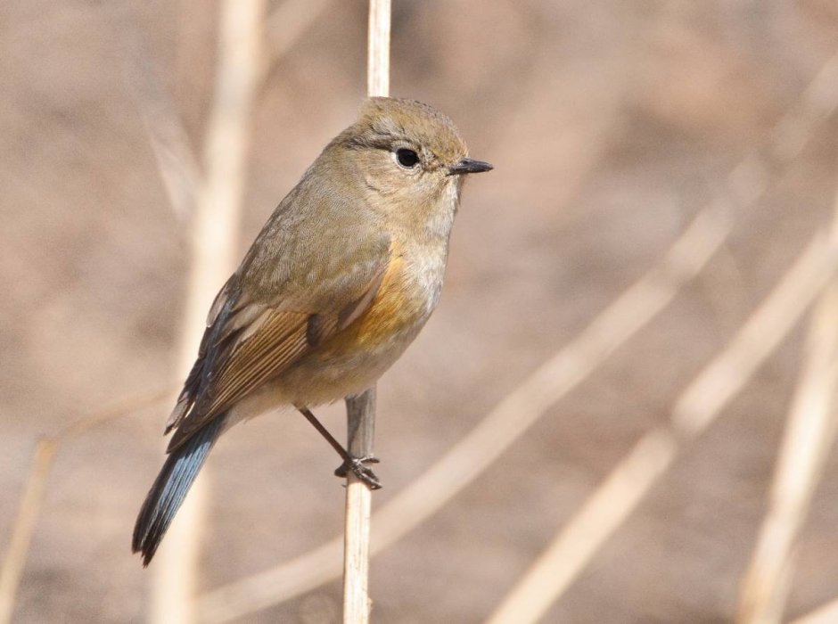 Маленькая птичка в Сибири