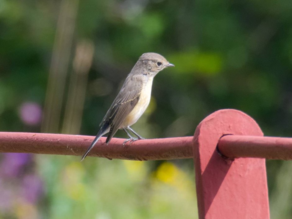 Колибри и зунзунито