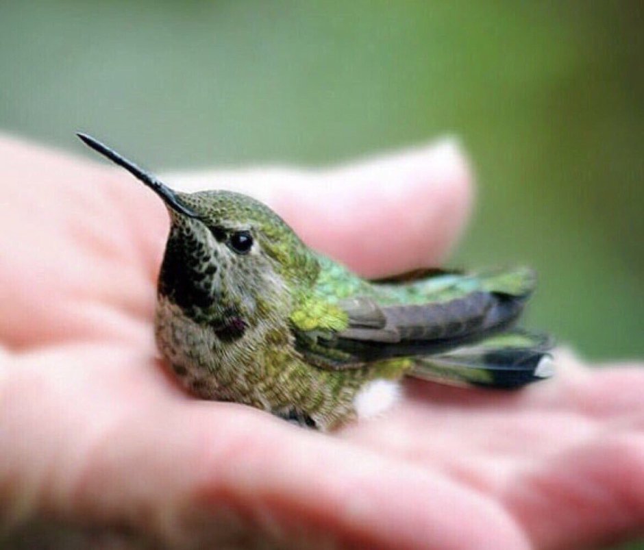 Колибри карликовая Пчелка