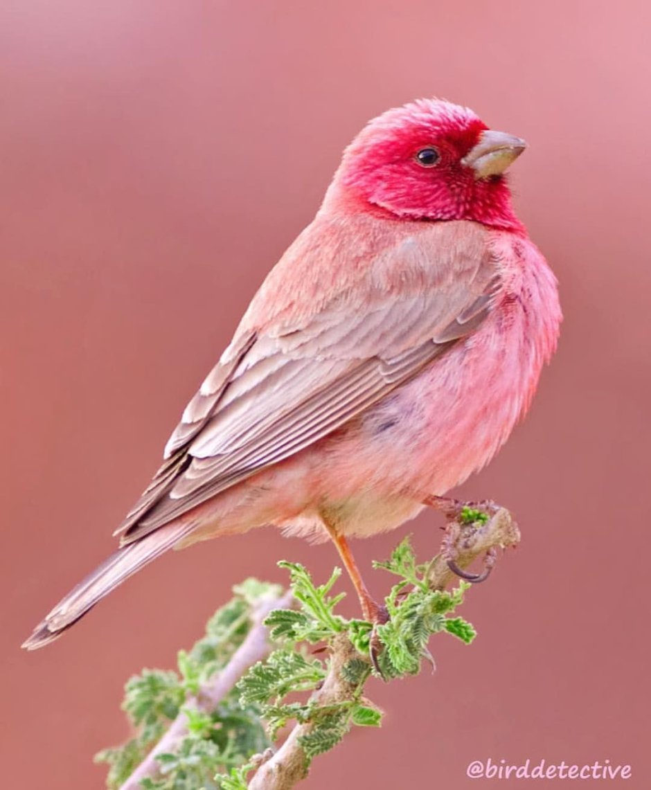 Птенец Колибри