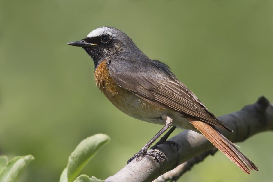 Птицы на зимних ветках