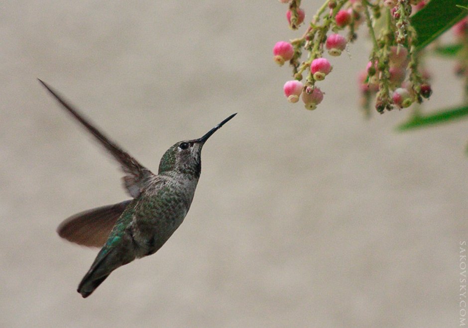 Урагус щегол