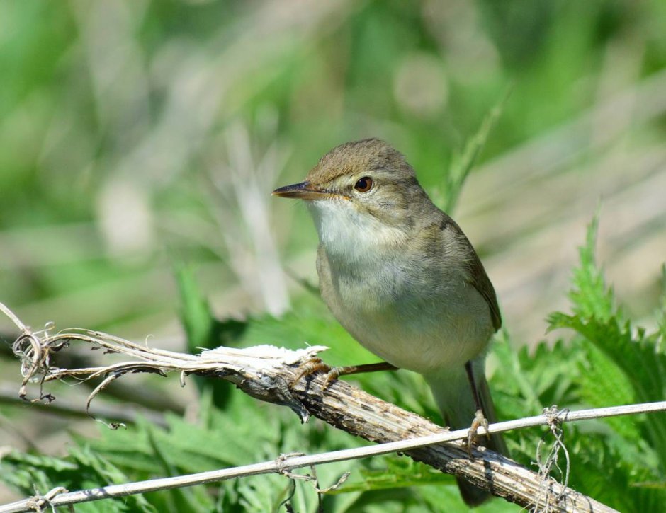 Маленькая птичка в Сибири