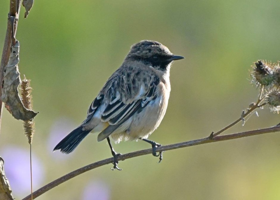Отряд Воробьинообразные мухоловка