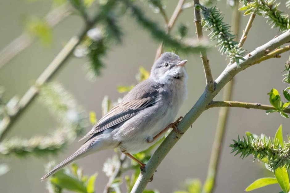 Птички в Кировской области
