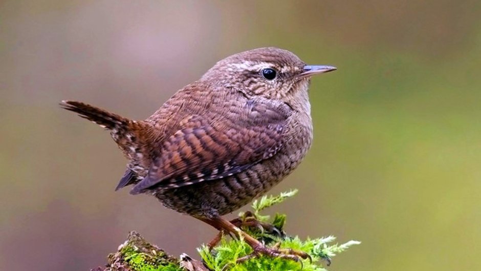 Молодая варакушка