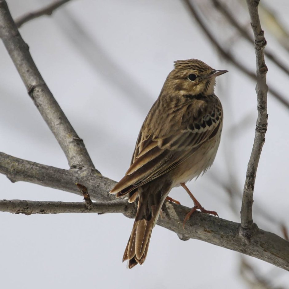 Лесной конёк