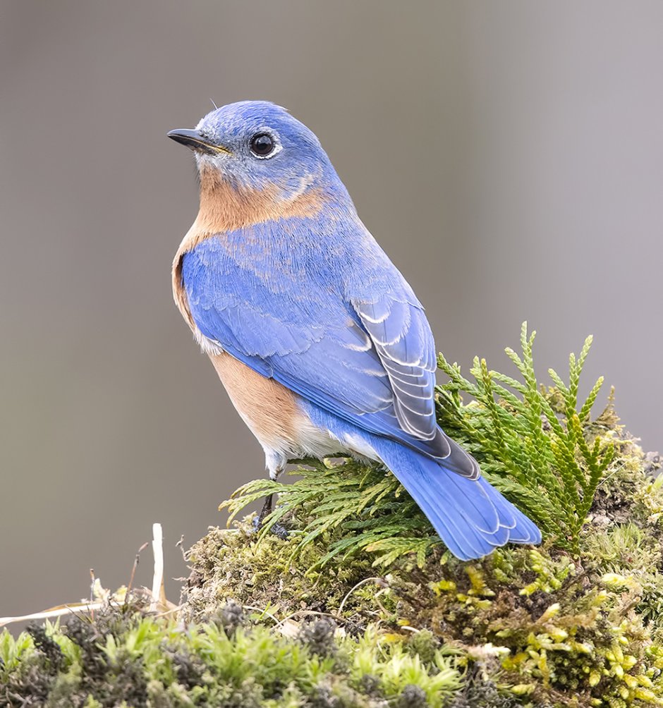 Желтоголовый Королек птенцы