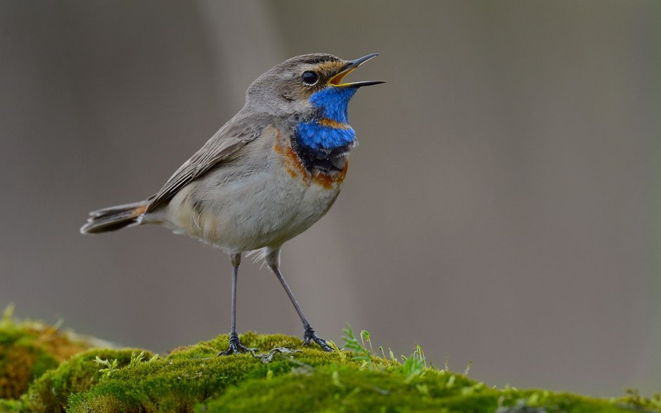 Маленькая птичка в Сибири