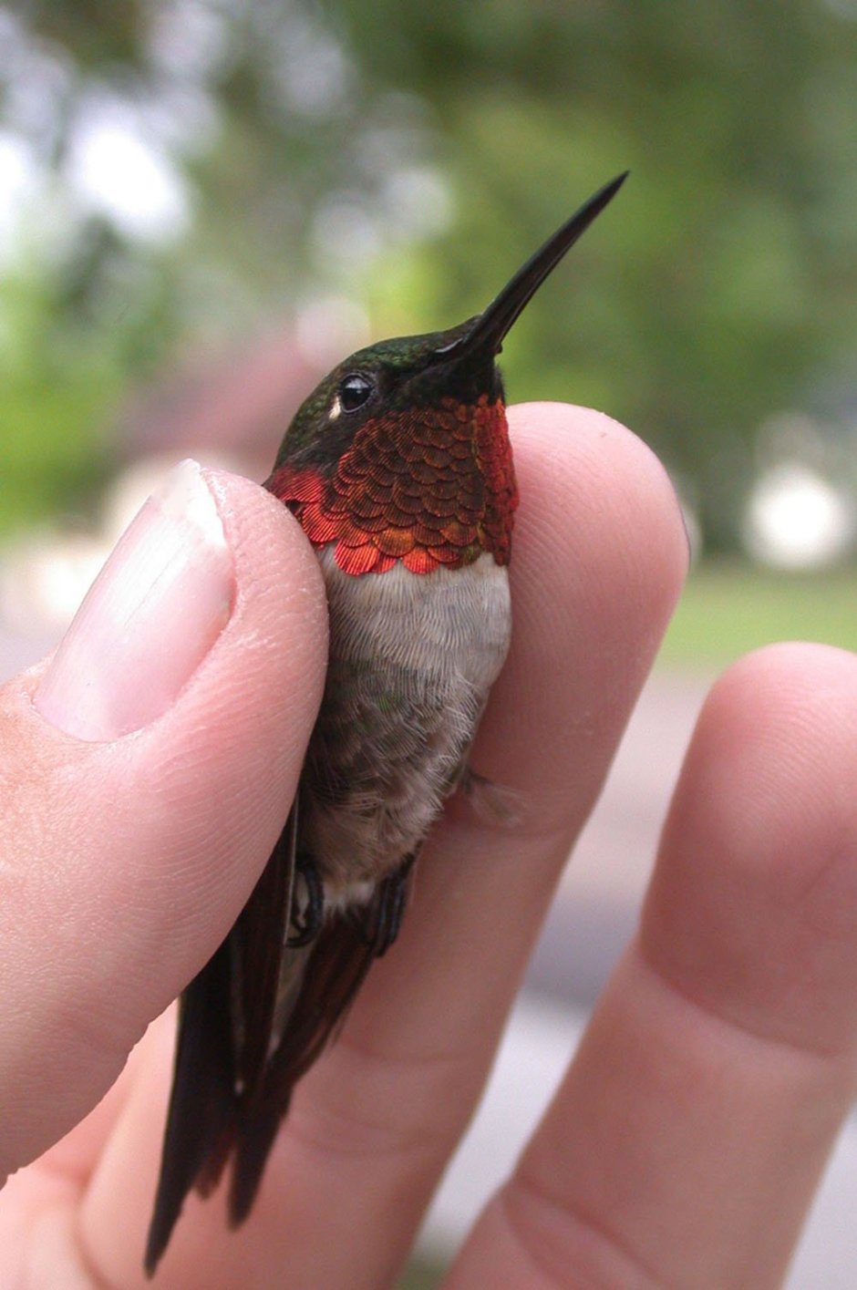 Синица в саду летом