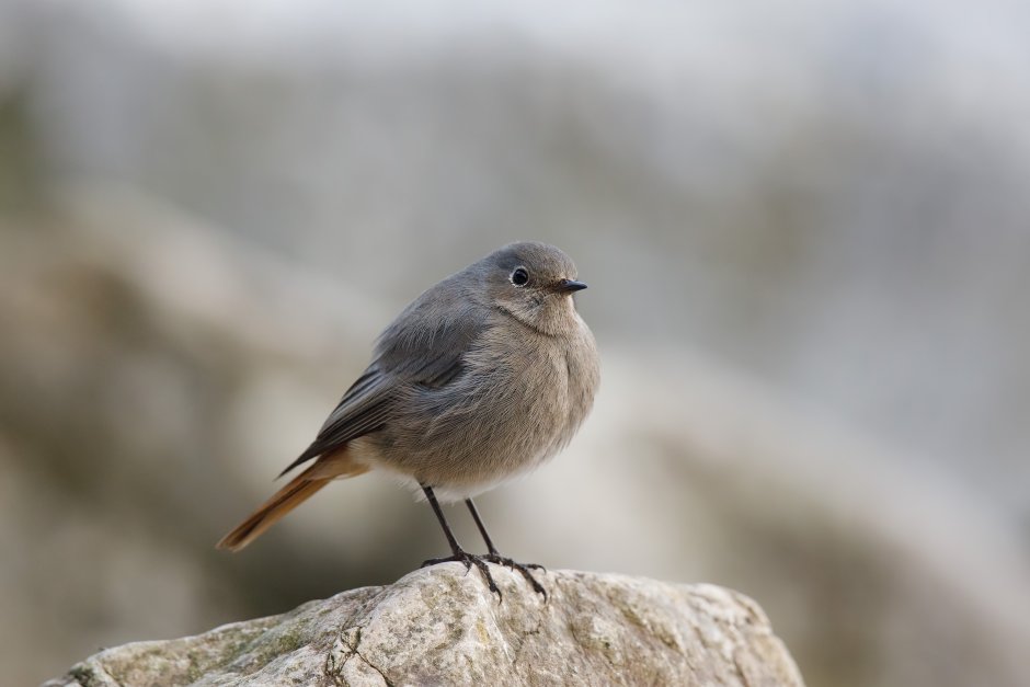 Phylloscopus collybita зимой