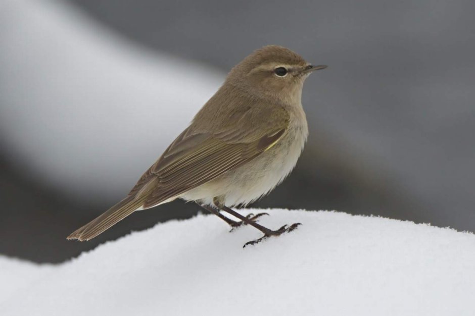 Сибирская горихвостка птенцы