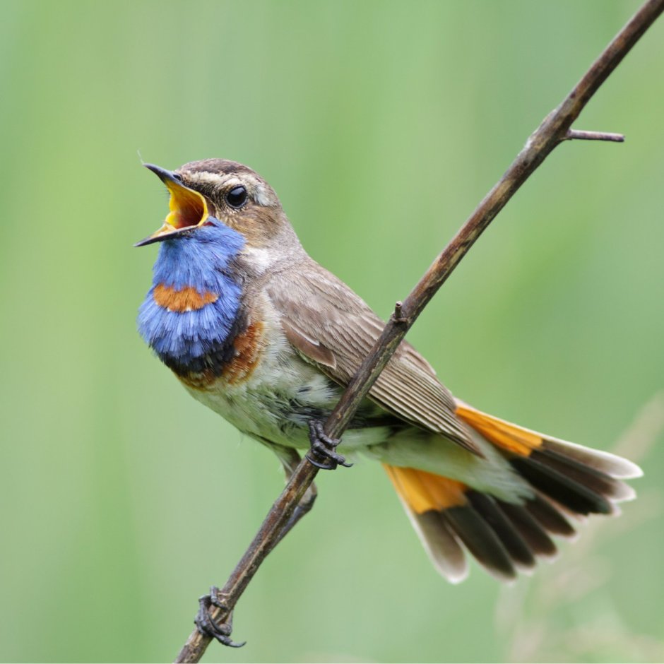 Самая маленькая птичка Колибри