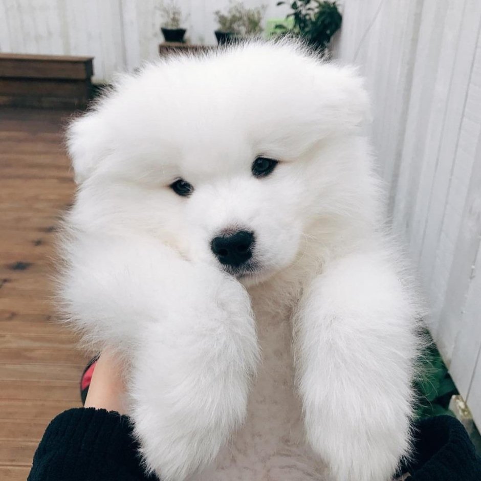 Лайка самоед