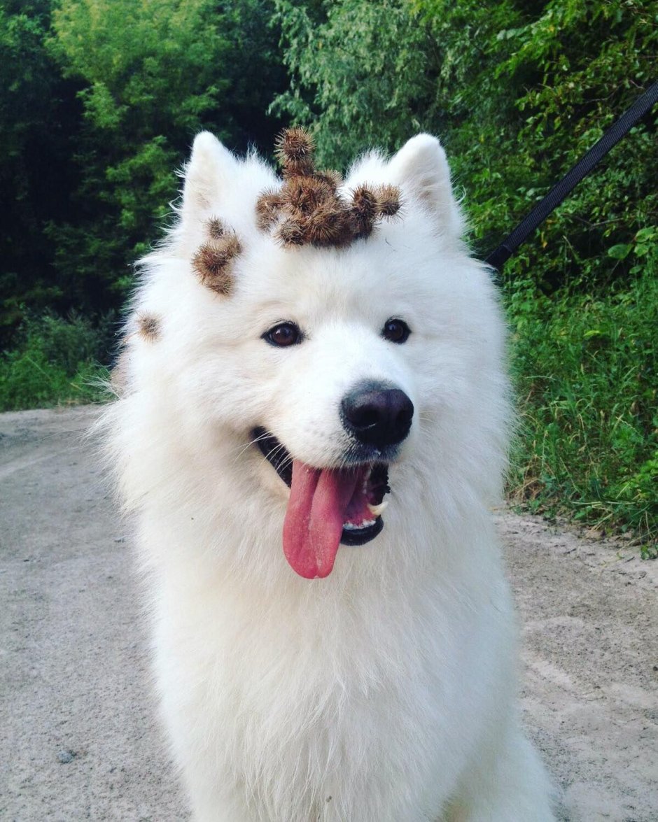 Собаки белого цвета