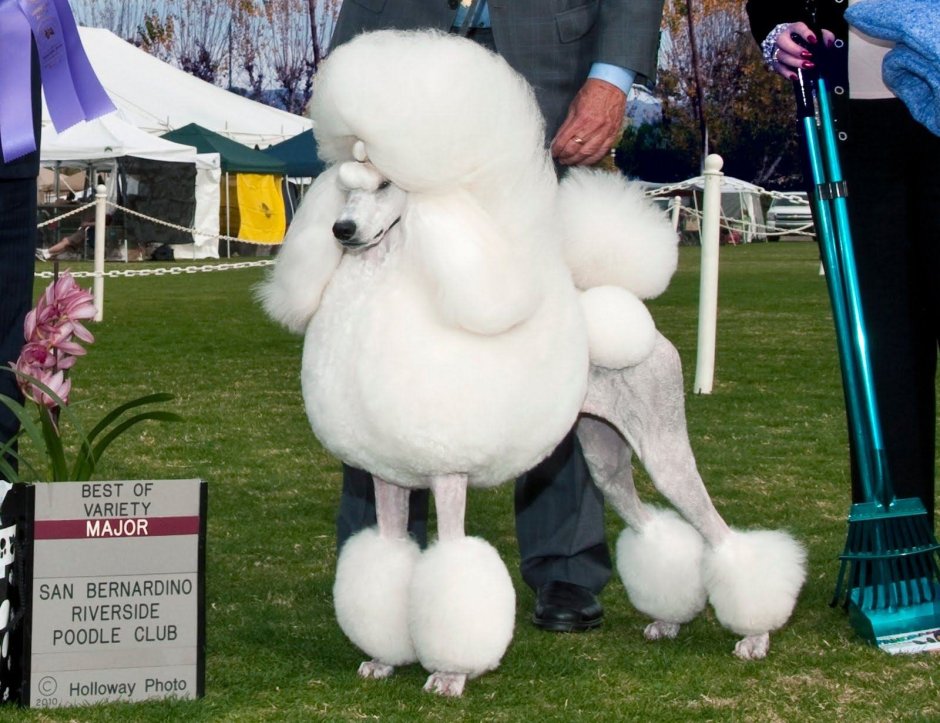 Белый Королевский пудель