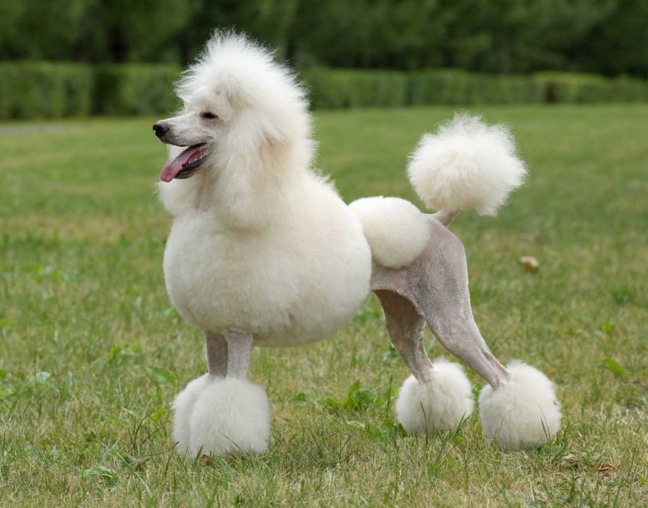 Белый Королевский пудель
