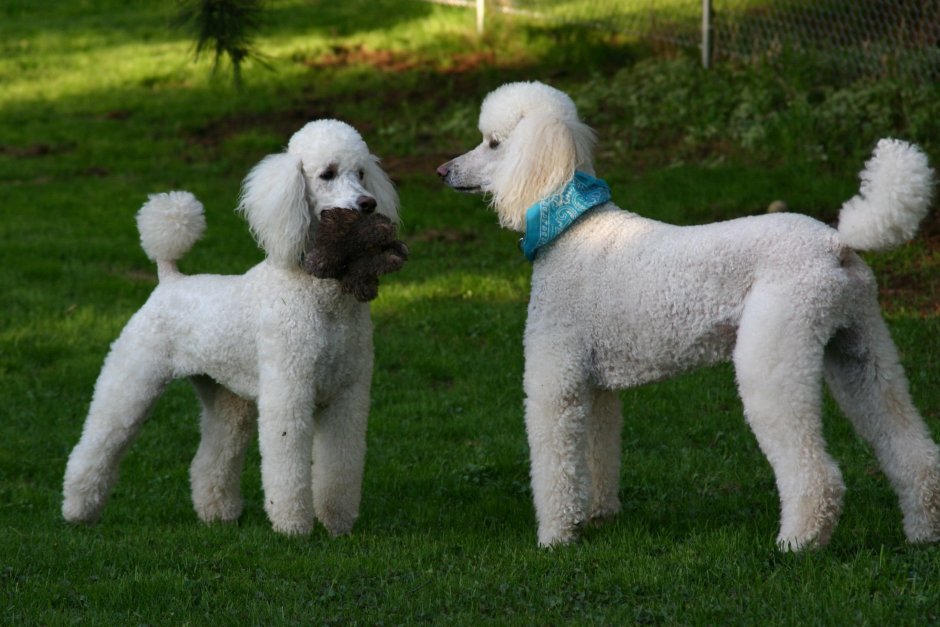 Caniche фильм 2021