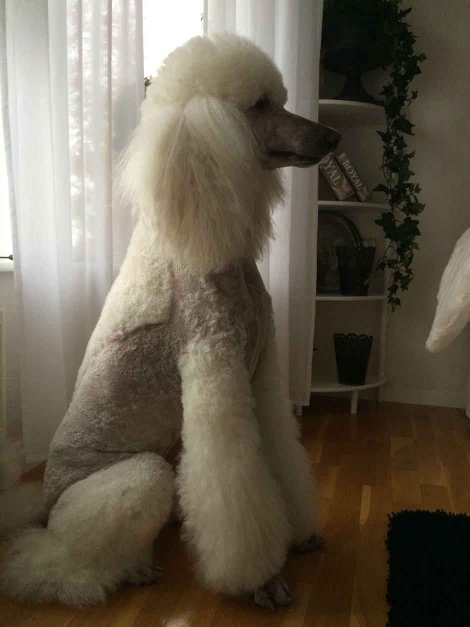 Королевский пудель арт