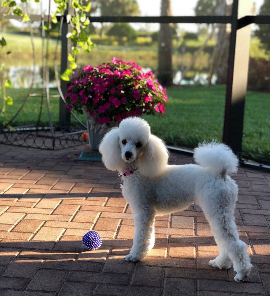 Caniche фильм