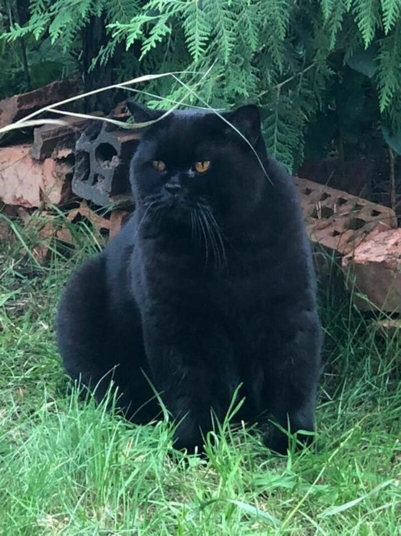 Перс экзот черный