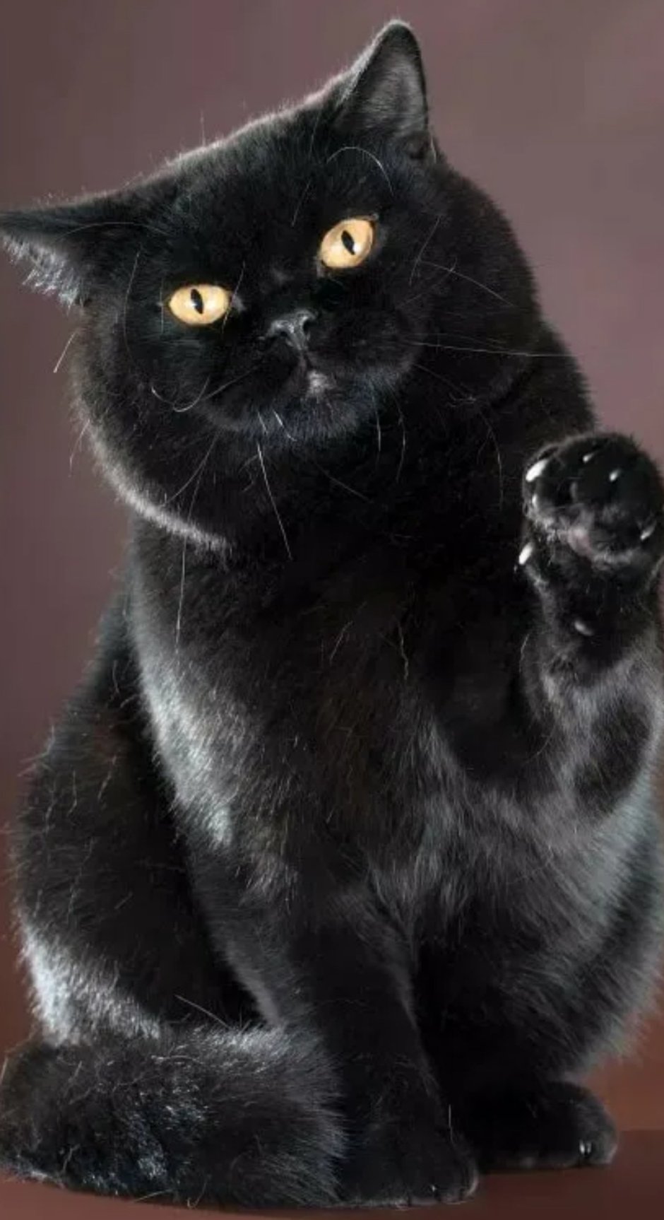 Кот британец черный