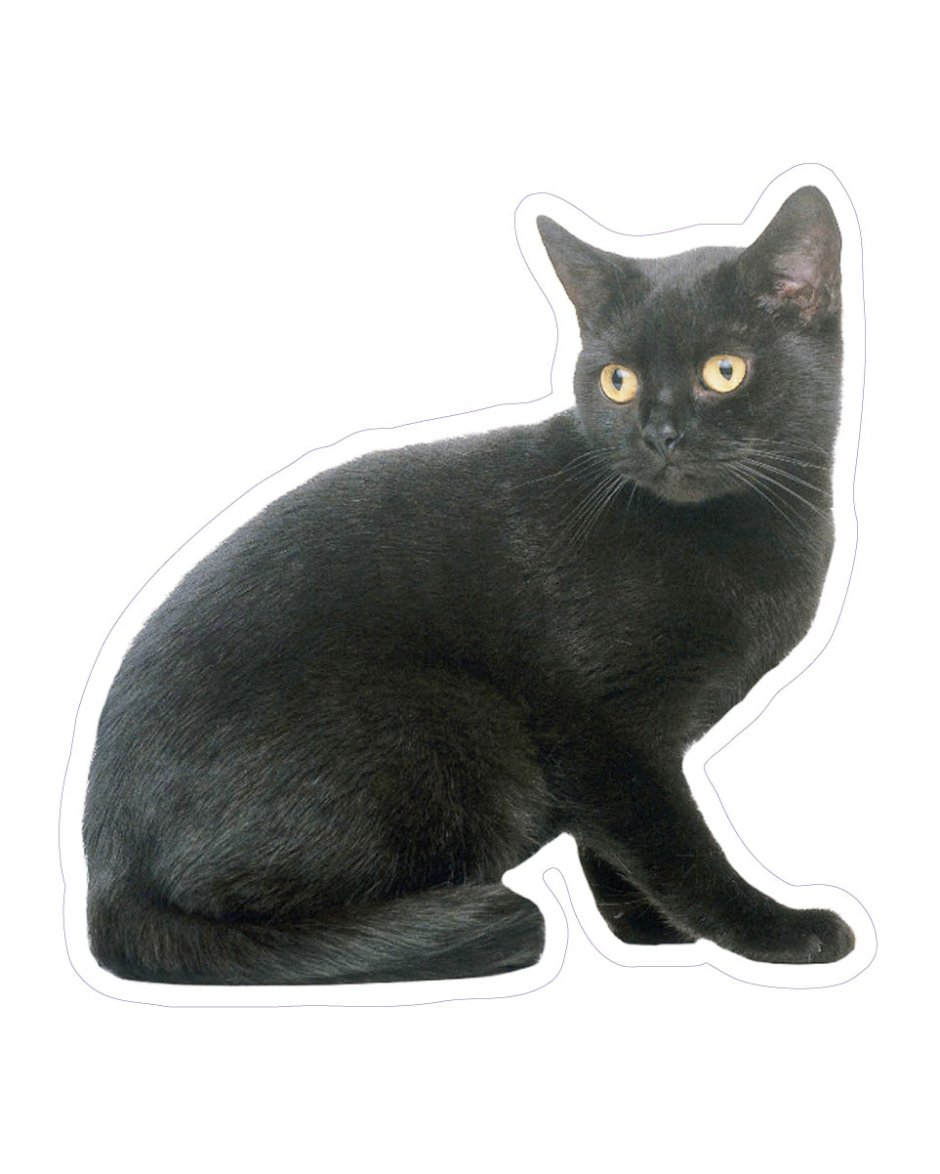 Британец кошка черная