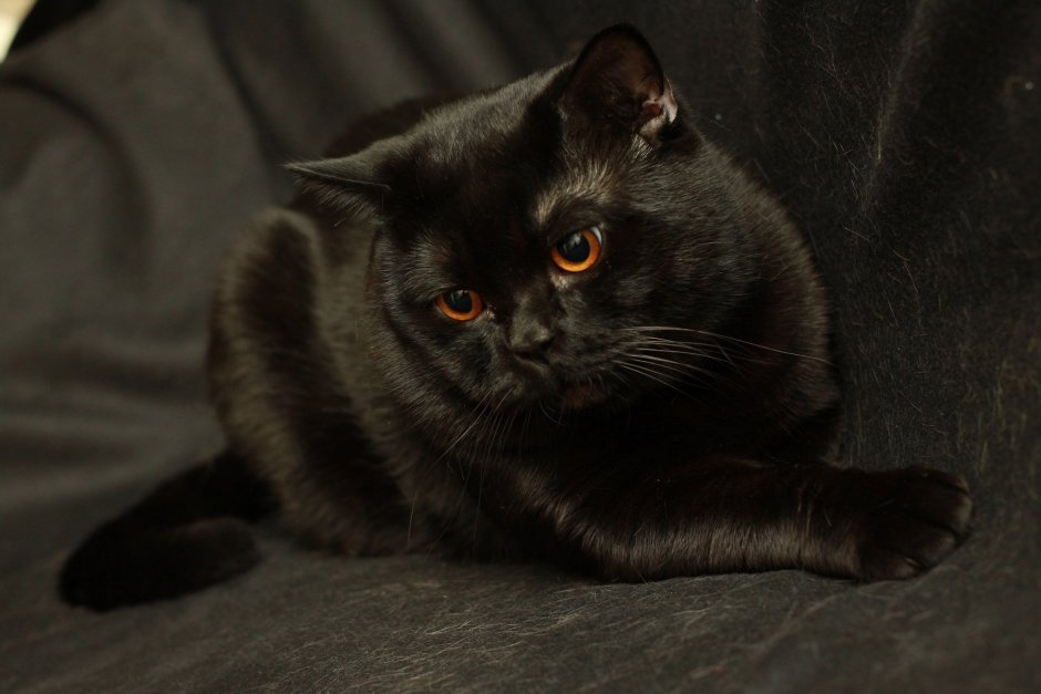 Черный Солид британец