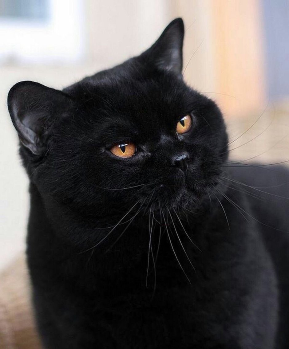 Британский кот Федор Михайлович