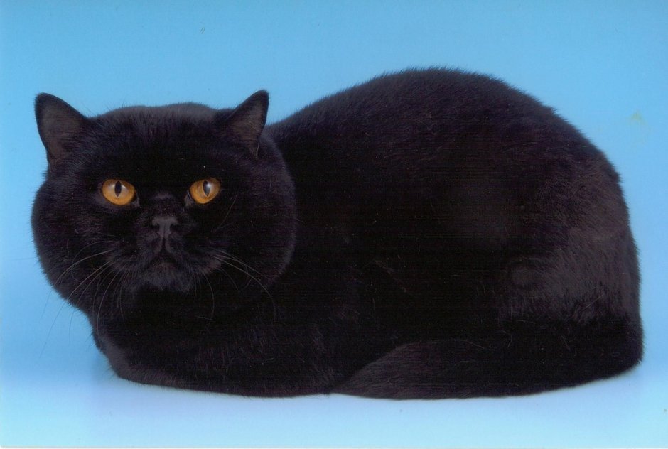 Британская короткошёрстная кошка