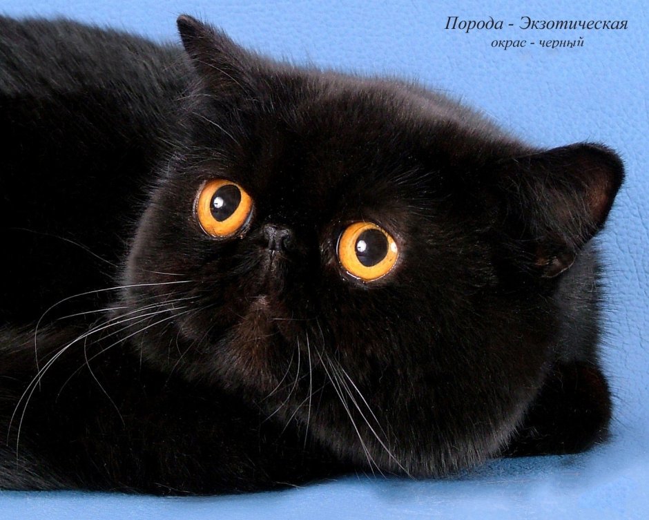Персидский кот черный