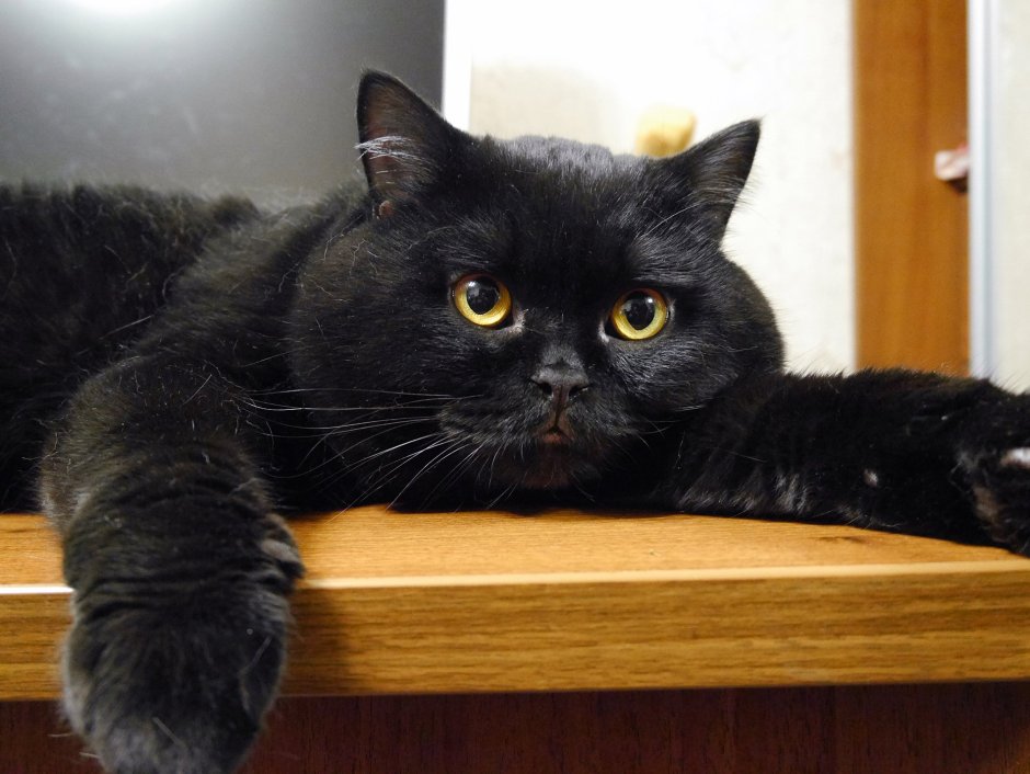 Британец кошка черная