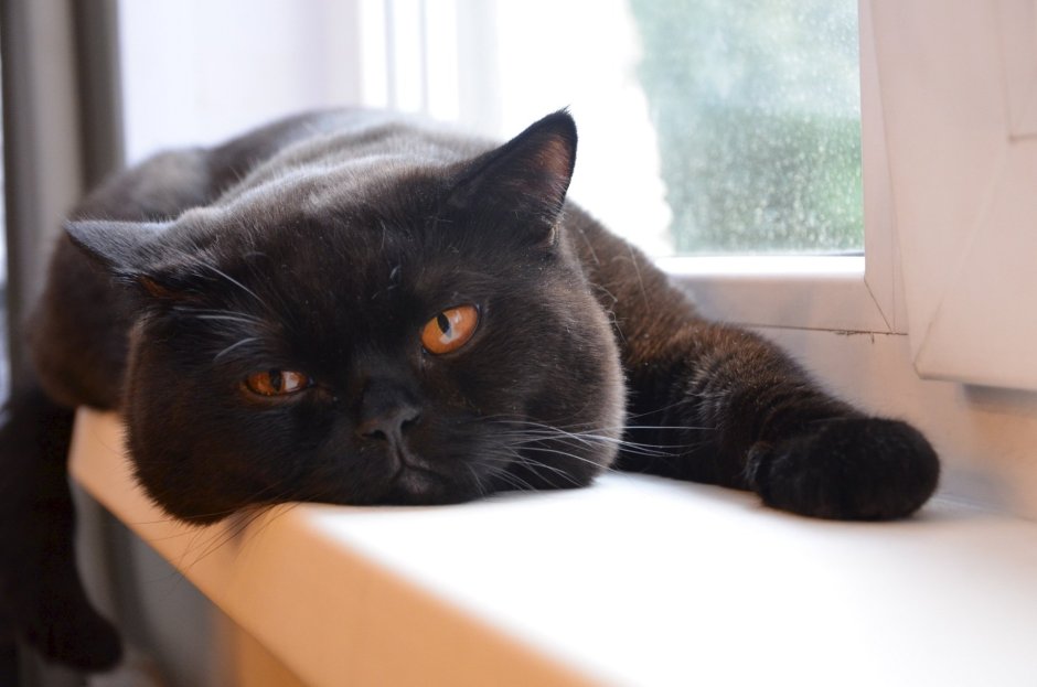 Британец кот