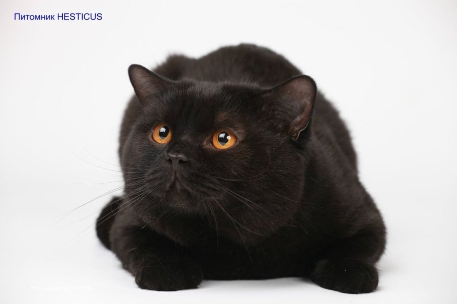 Британская короткошёрстная кошка черная