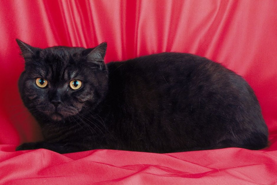 Черный британец