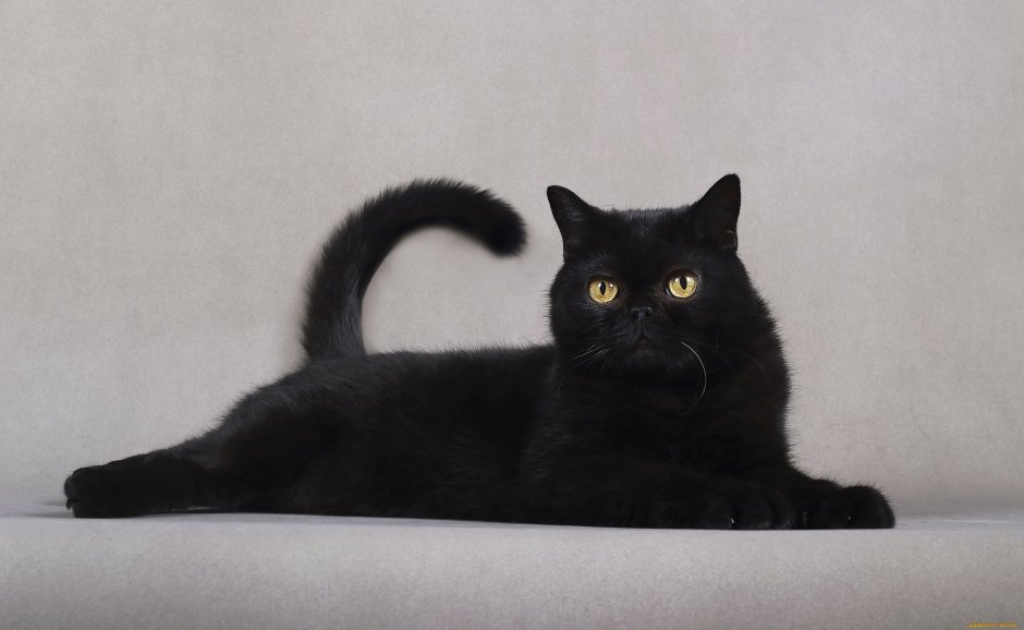 Короткошерстный экзот черный