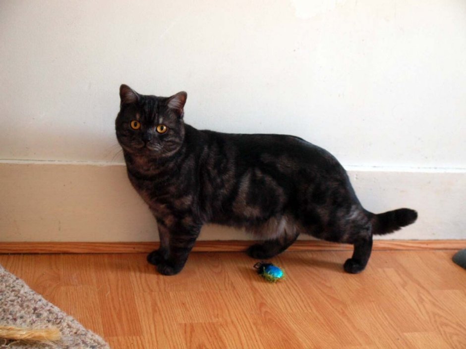 Обои на рабочий стол коты