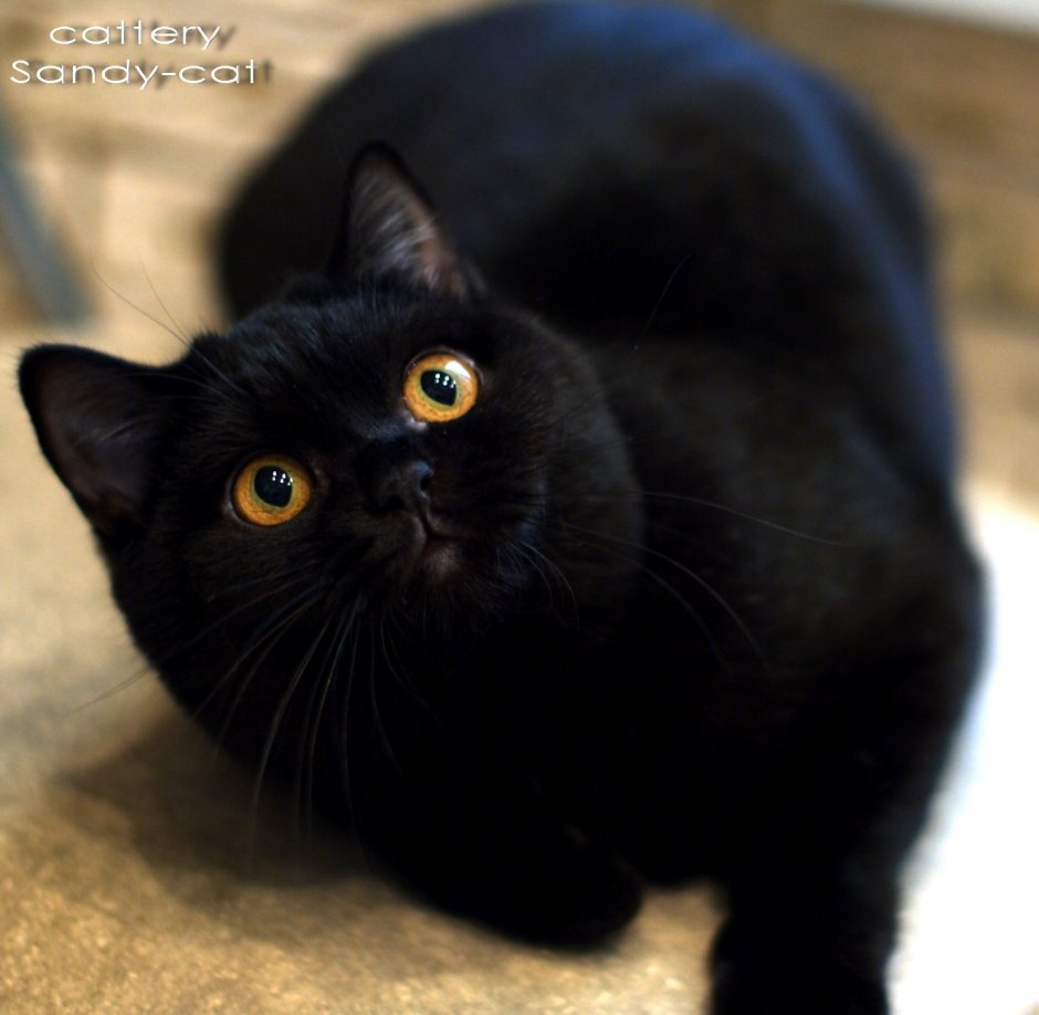 Черный Солид британец