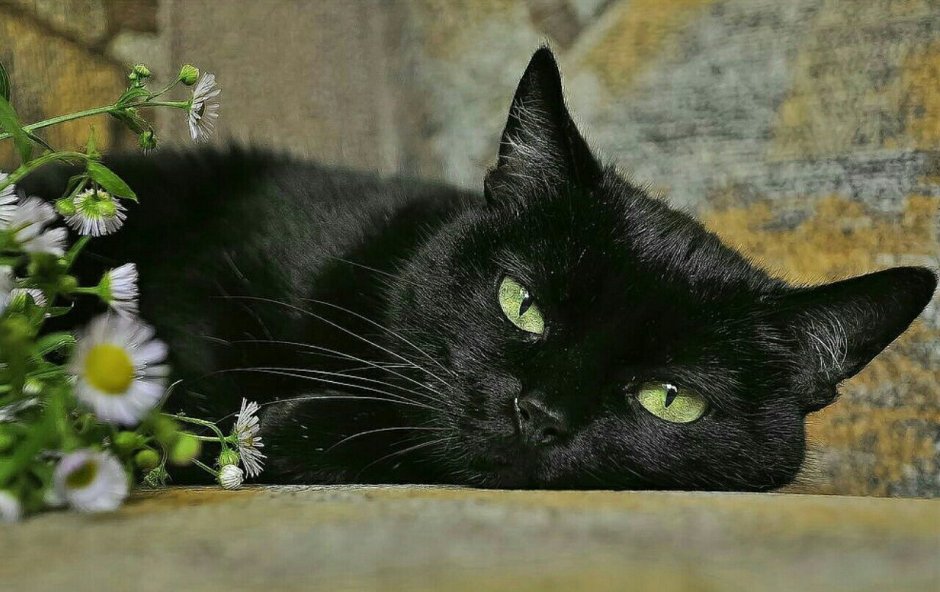 Британец кошка черная