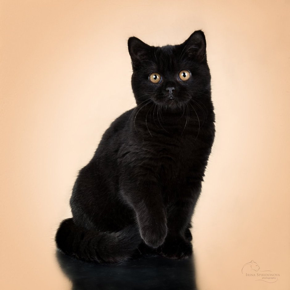 Британец кошка черная