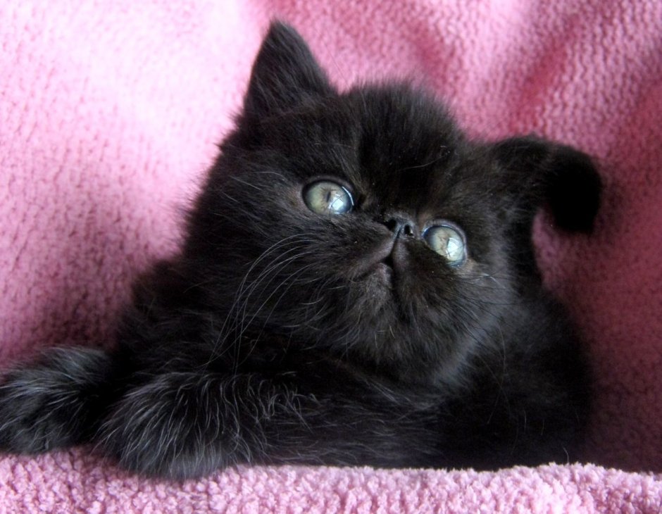 Экзот кошка черная