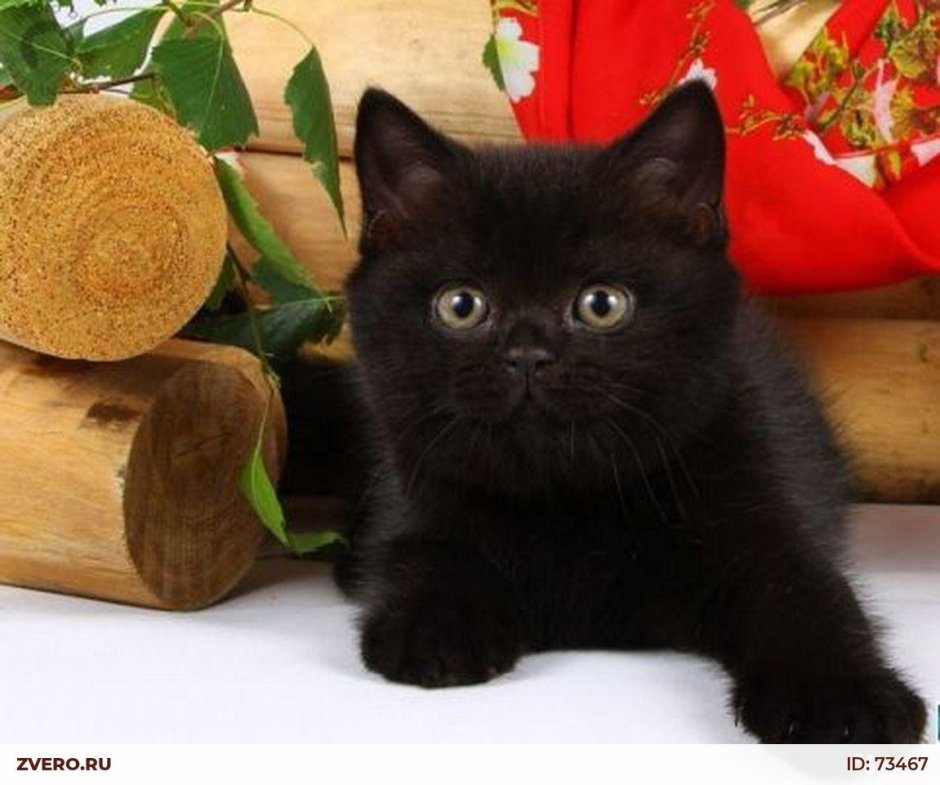 Кот Федор Михайлович щекастый