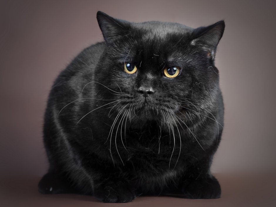 Чёрный кот