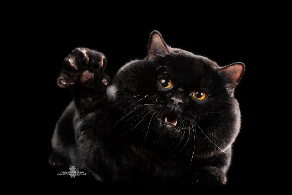 Скоттиш фолд котята черные