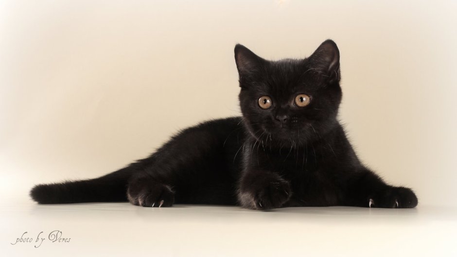 Черный Солид британец