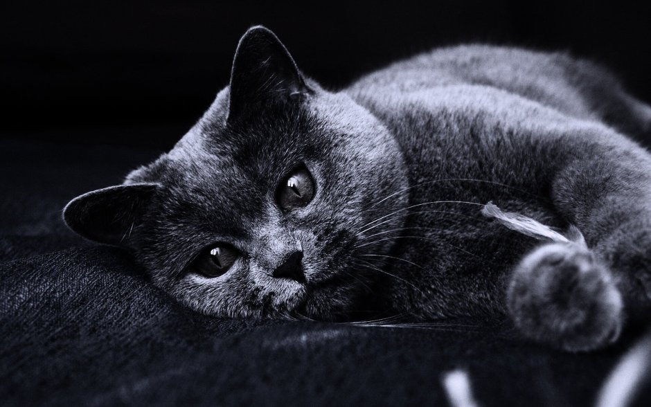 Британский кот черный с белым